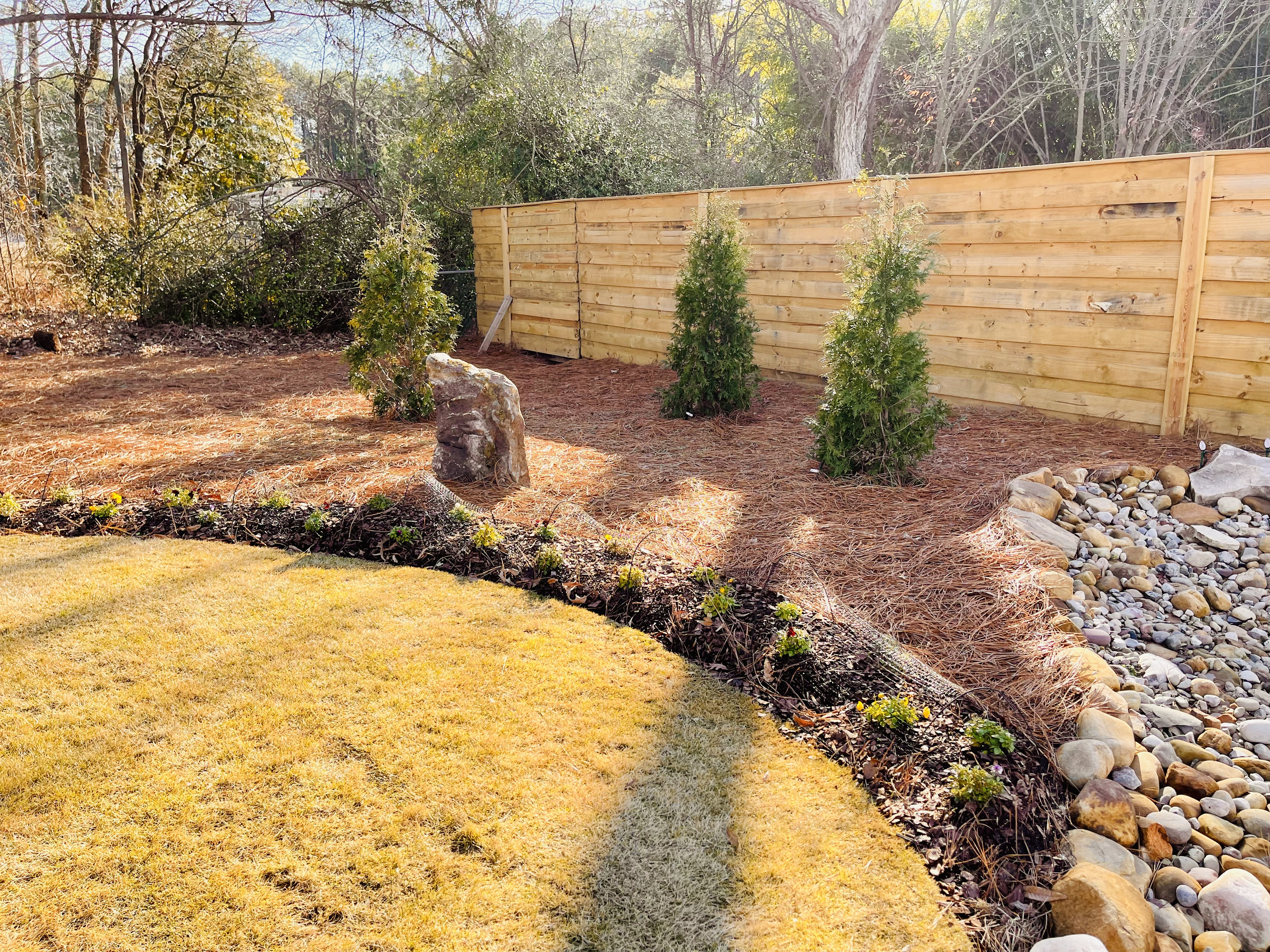 Pine straw with arborvitae