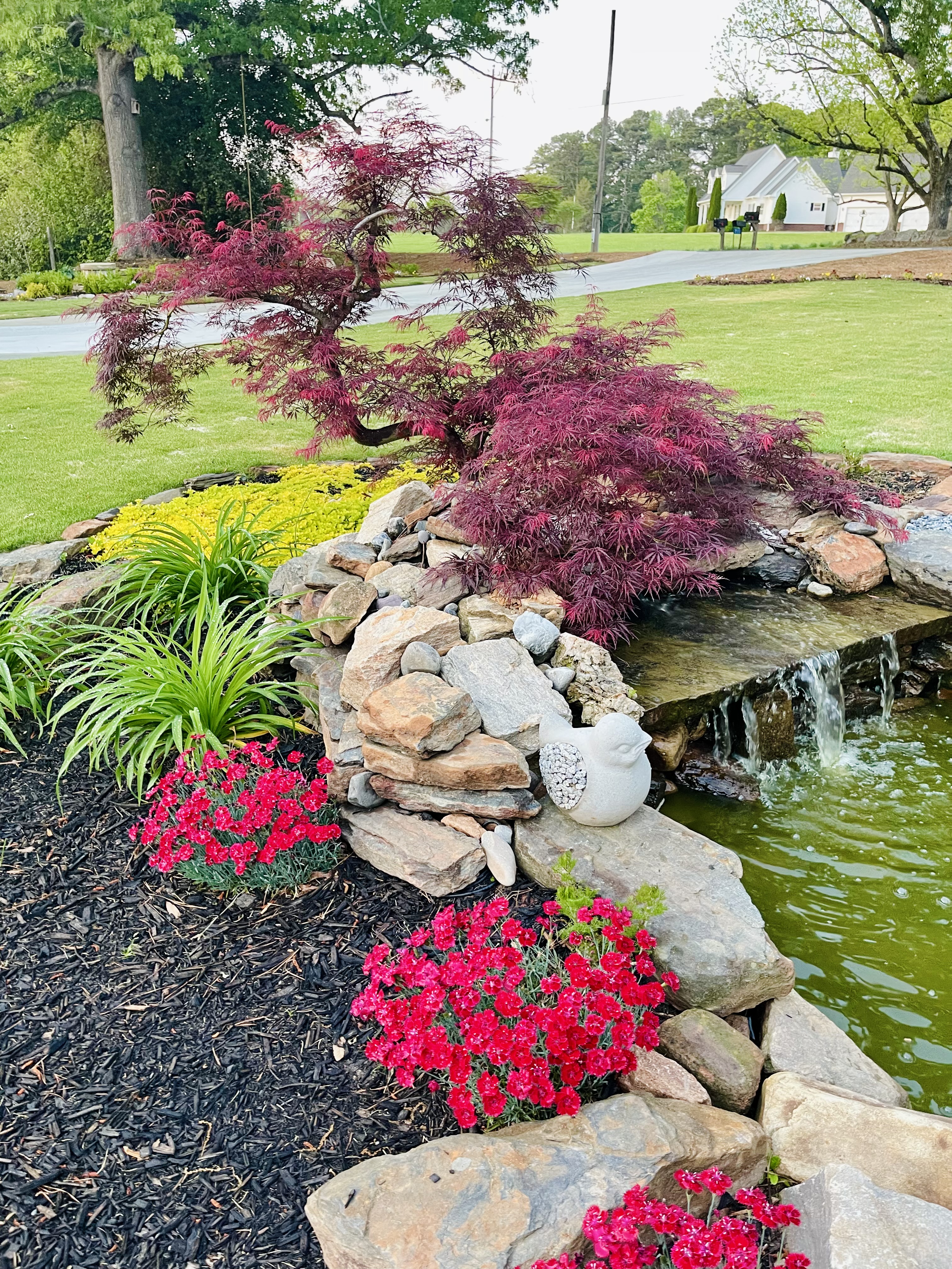Ornamental pond with Japanese maple and flowers